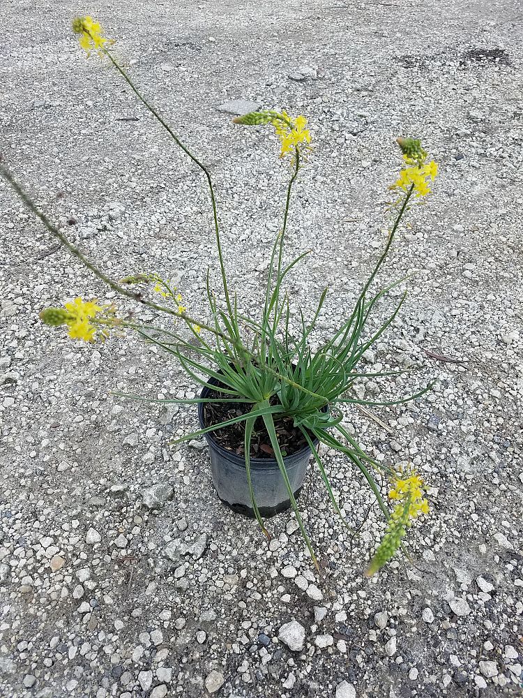 bulbine-frutescens-orange-bulbine-fruticosa-desert-candles