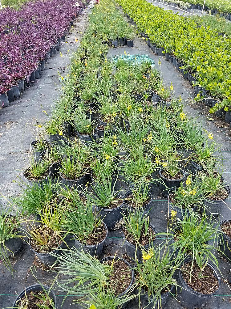 bulbine-frutescens-orange-bulbine-fruticosa-desert-candles