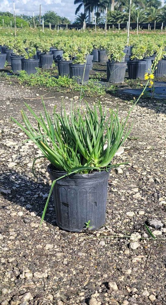 bulbine-frutescens-orange-bulbine-fruticosa-desert-candles