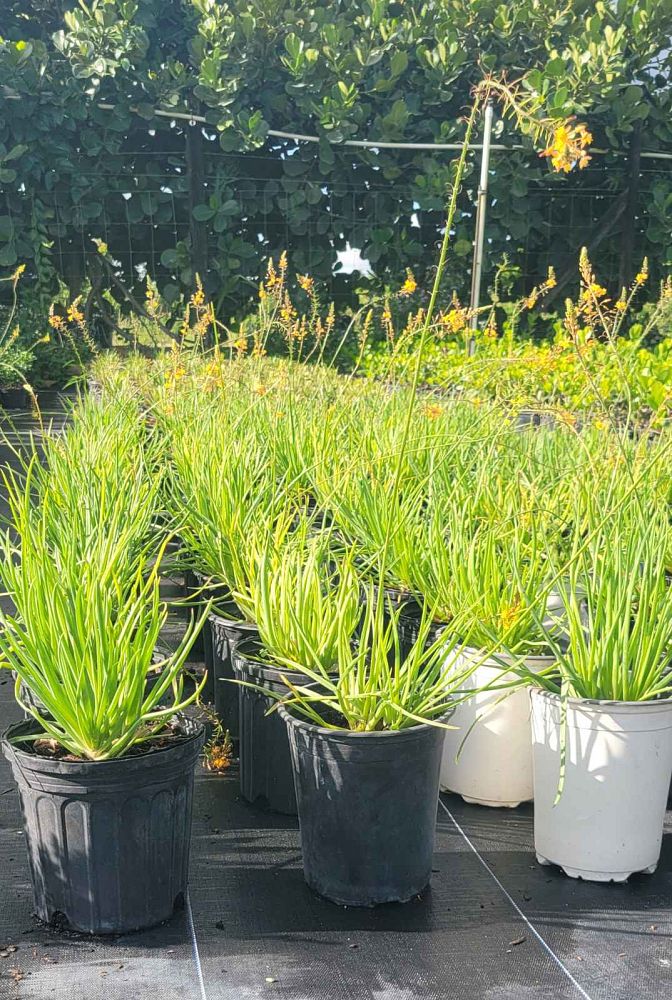 bulbine-frutescens-orange-bulbine-fruticosa-desert-candles