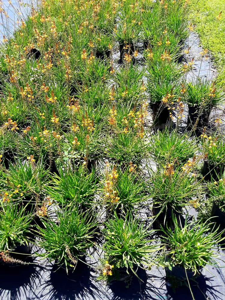 bulbine-frutescens-orange-bulbine-fruticosa-desert-candles