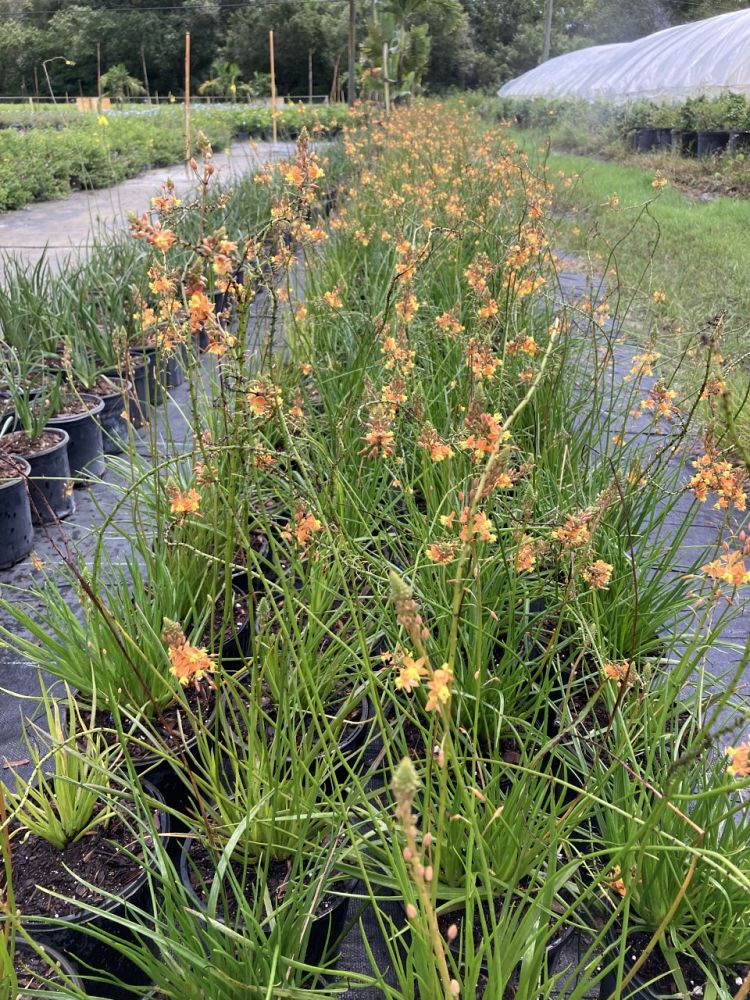 bulbine-frutescens-orange-bulbine-fruticosa-desert-candles