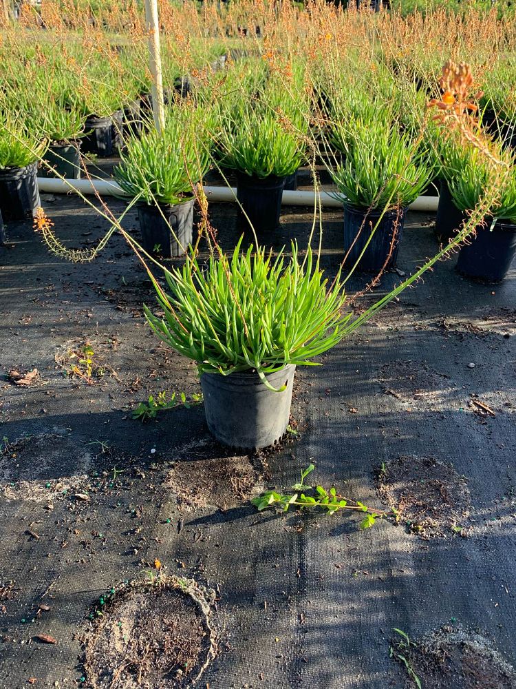 bulbine-frutescens-orange-bulbine-fruticosa-desert-candles