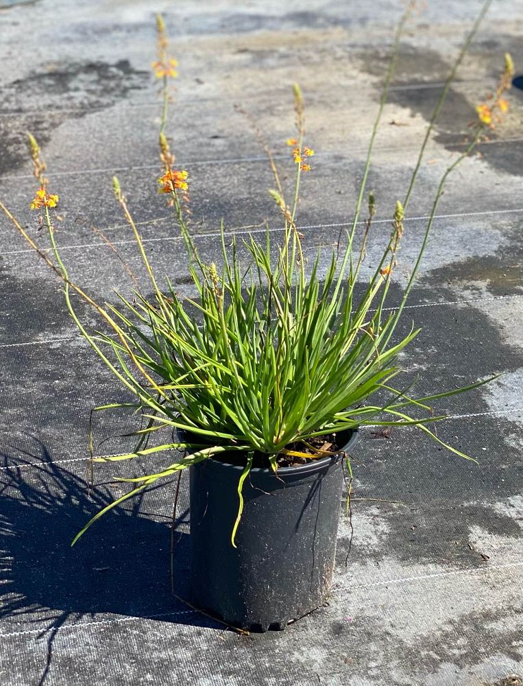 bulbine-frutescens-orange-bulbine-fruticosa-desert-candles