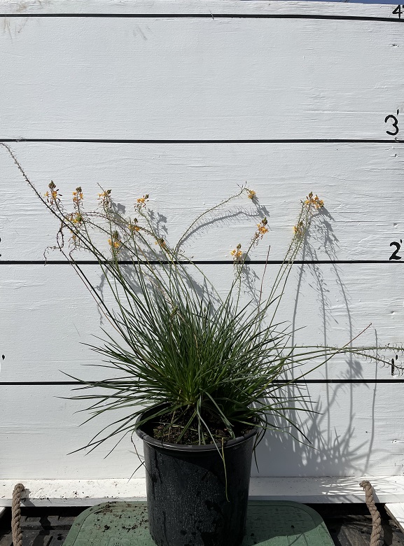 bulbine-frutescens-orange-bulbine-fruticosa-desert-candles