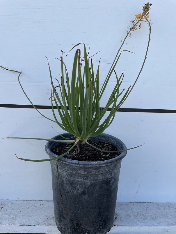 bulbine-frutescens-orange-bulbine-fruticosa-desert-candles