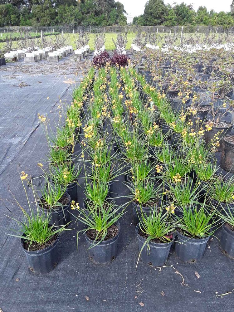 bulbine-frutescens-orange-bulbine-fruticosa-desert-candles