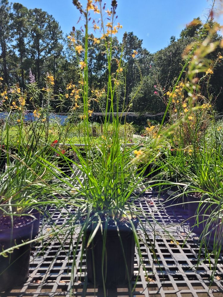 bulbine-frutescens-orange-bulbine-fruticosa-desert-candles