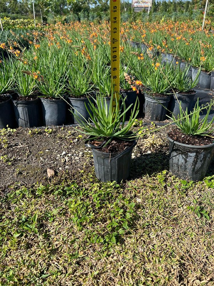 bulbine-frutescens-orange-bulbine-fruticosa-desert-candles