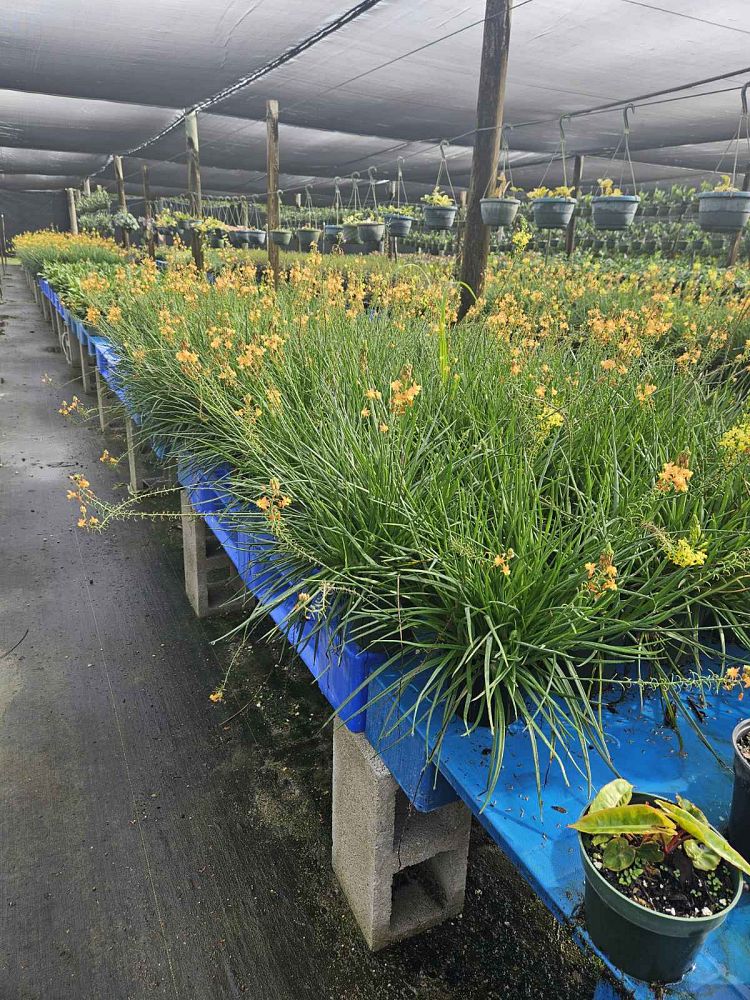 bulbine-frutescens-orange-bulbine-fruticosa-desert-candles