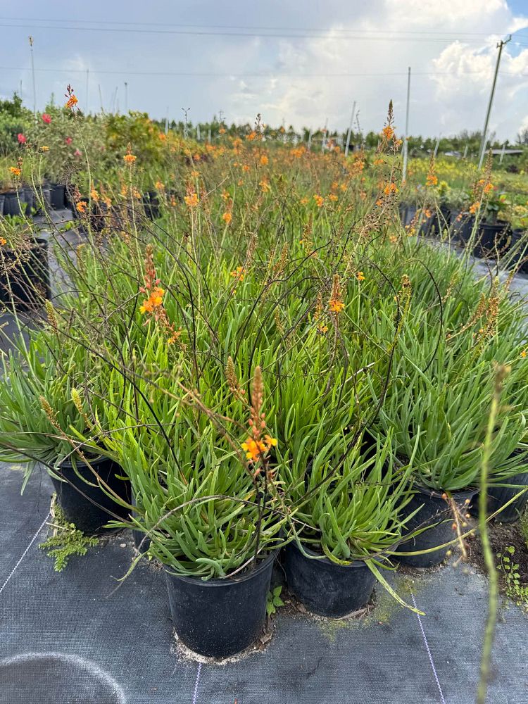 bulbine-frutescens-orange-bulbine-fruticosa-desert-candles