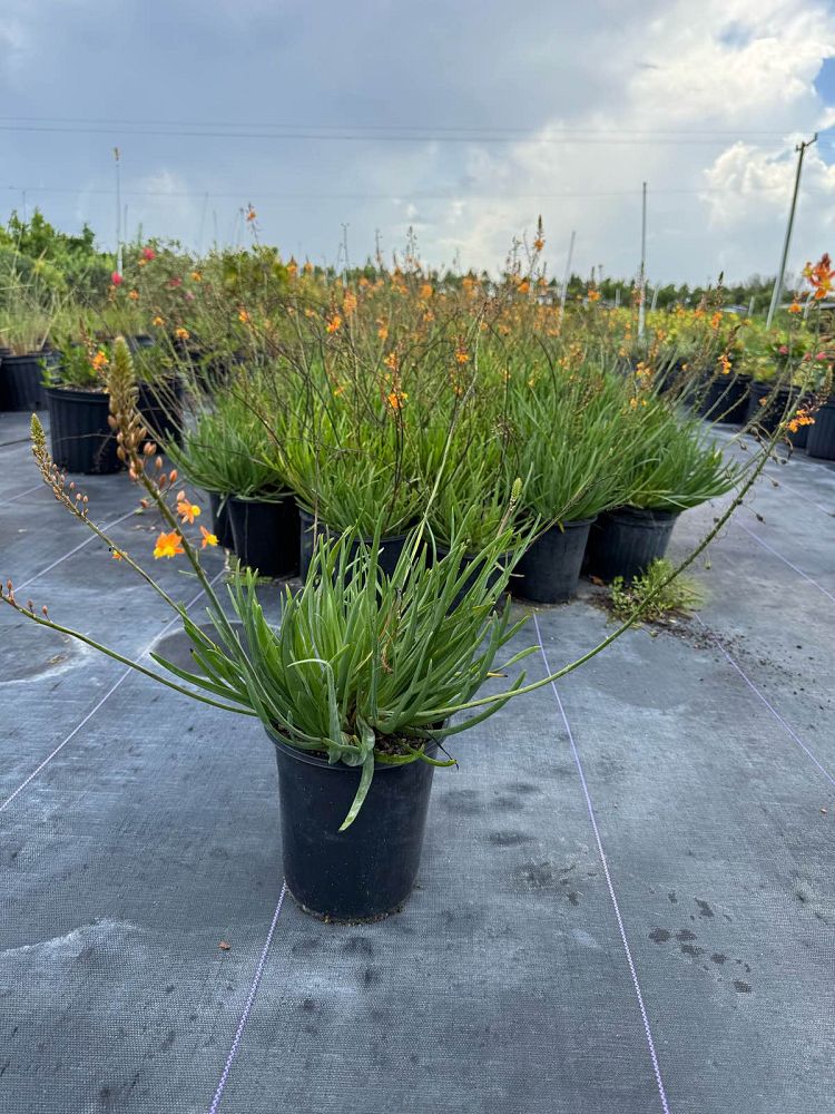 bulbine-frutescens-orange-bulbine-fruticosa-desert-candles