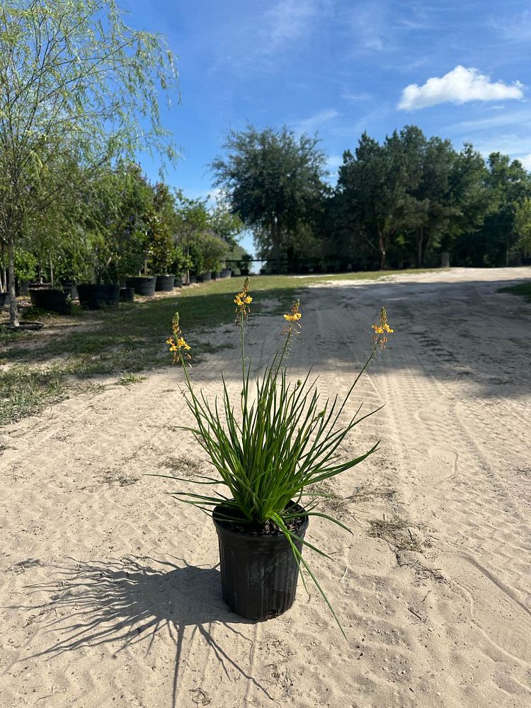 bulbine-frutescens-orange-bulbine-fruticosa-desert-candles