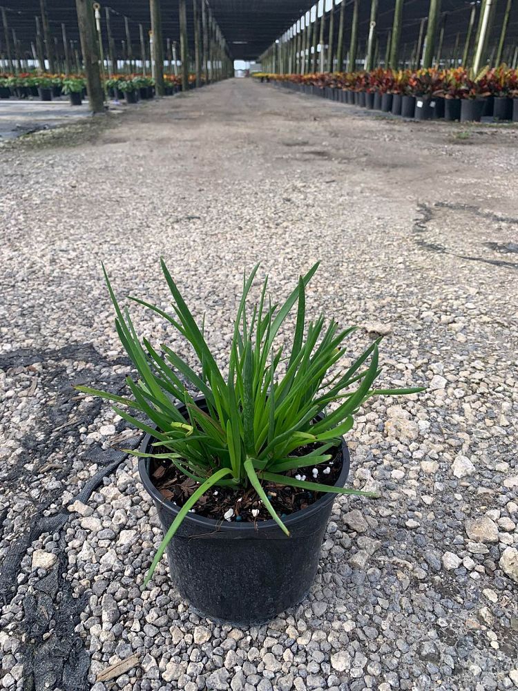 bulbine-frutescens-orange-bulbine-fruticosa-desert-candles