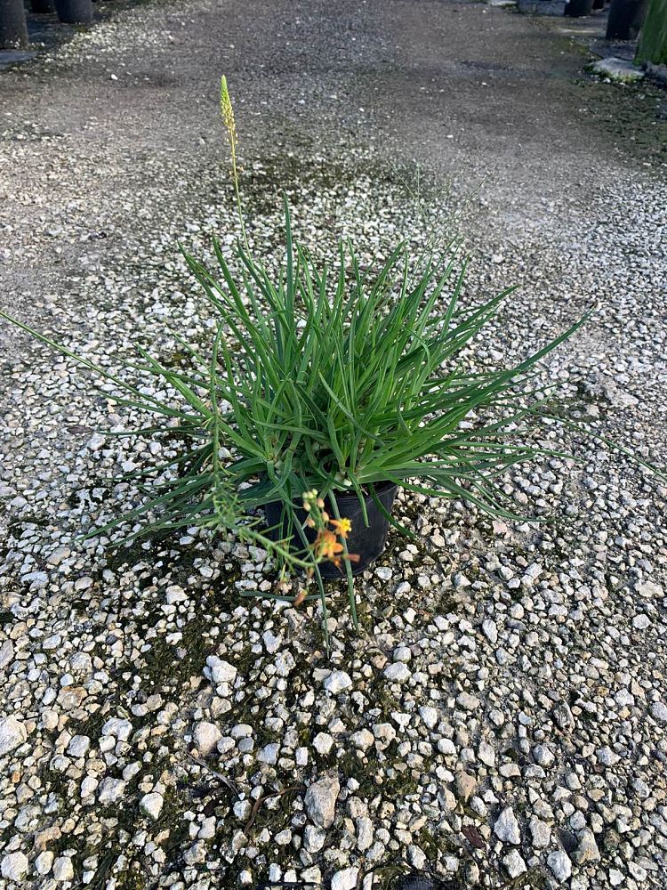 bulbine-frutescens-orange-bulbine-fruticosa-desert-candles