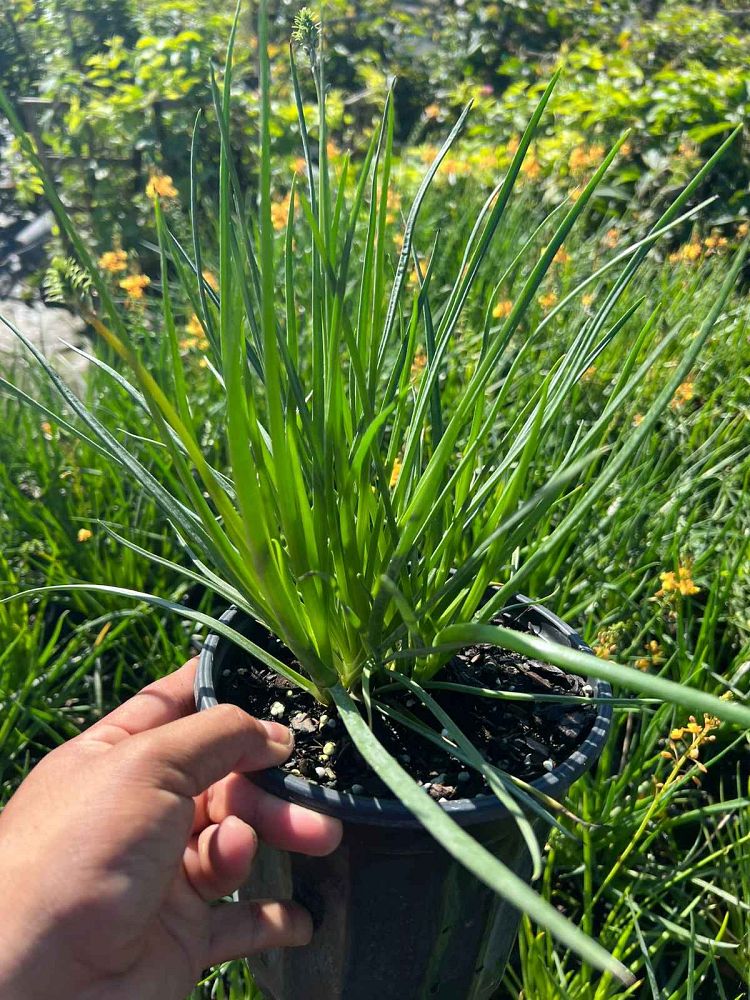 bulbine-frutescens-orange-bulbine-fruticosa-desert-candles