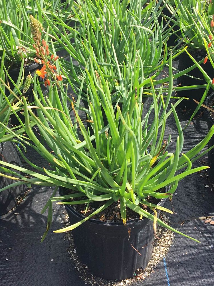 bulbine-frutescens-tiny-tangerine-orange-bulbine-yellow-bulbine