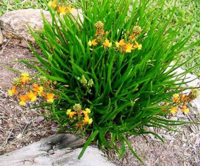 bulbine-frutescens-tiny-tangerine-orange-bulbine-yellow-bulbine
