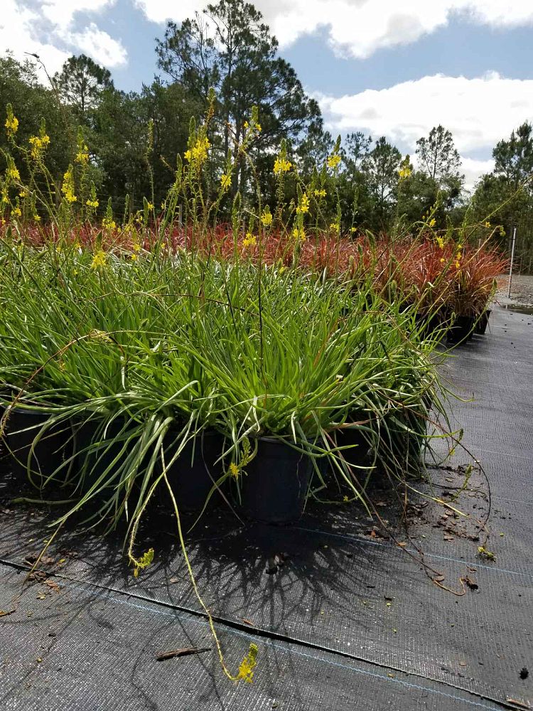bulbine-frutescens-tiny-tangerine-orange-bulbine-yellow-bulbine