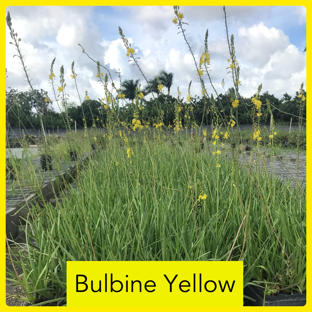 bulbine-frutescens-tiny-tangerine-orange-bulbine-yellow-bulbine