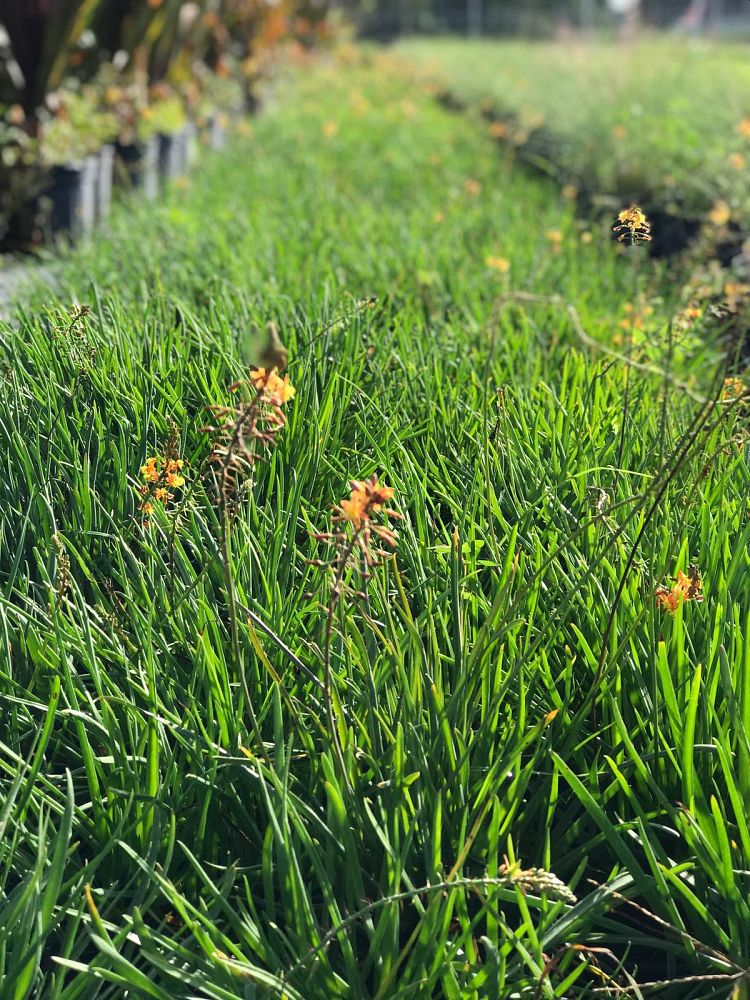 bulbine-frutescens-tiny-tangerine-orange-bulbine-yellow-bulbine