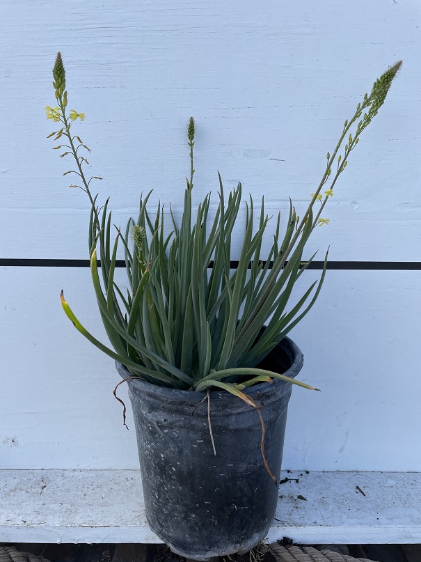 bulbine-frutescens-tiny-tangerine-orange-bulbine-yellow-bulbine