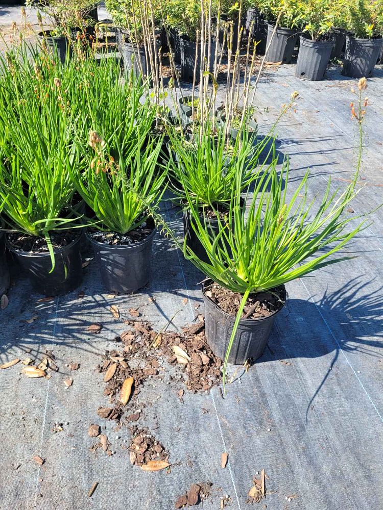 bulbine-frutescens-tiny-tangerine-orange-bulbine-yellow-bulbine
