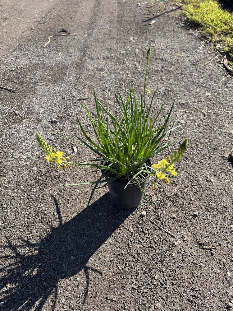 bulbine-frutescens-tiny-tangerine-orange-bulbine-yellow-bulbine