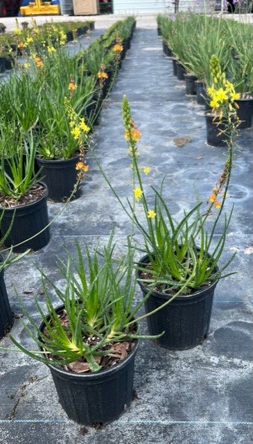 bulbine-frutescens-yellow-bulbine-fruticosa-desert-candles