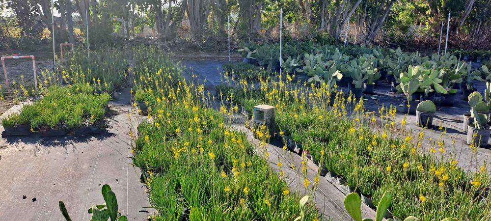 bulbine-frutescens-yellow-bulbine-fruticosa-desert-candles