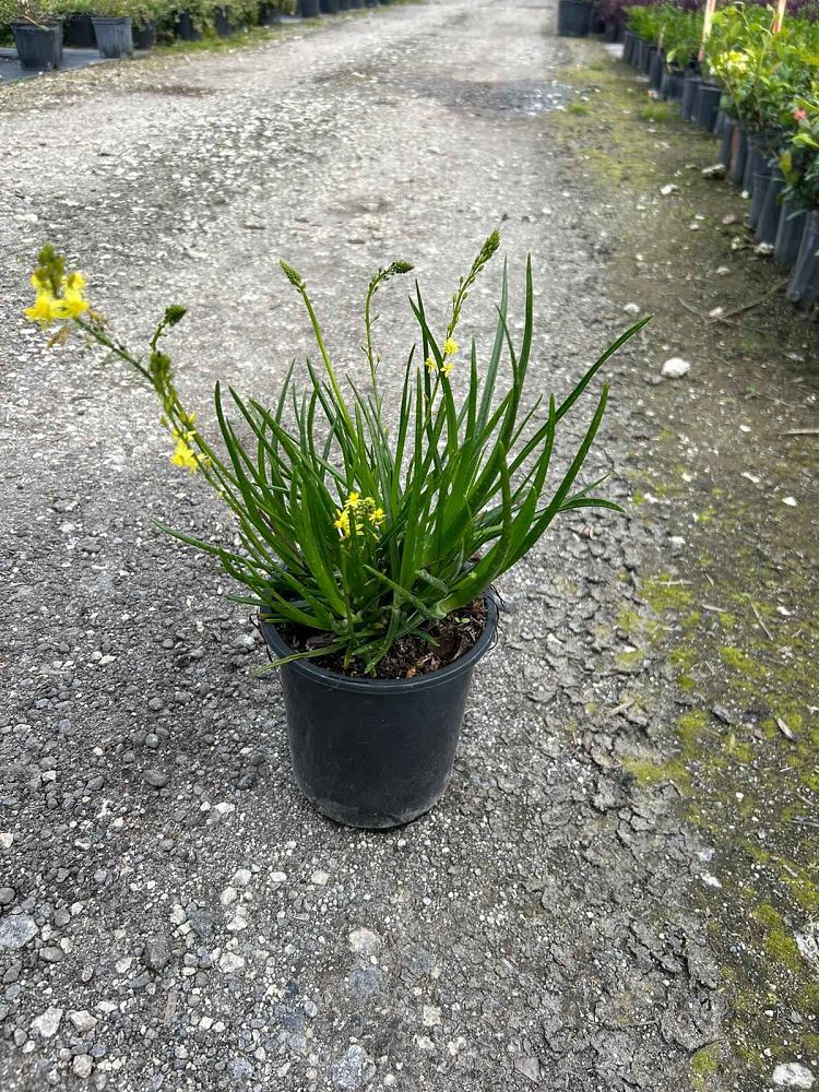 bulbine-frutescens-yellow-bulbine-fruticosa-desert-candles