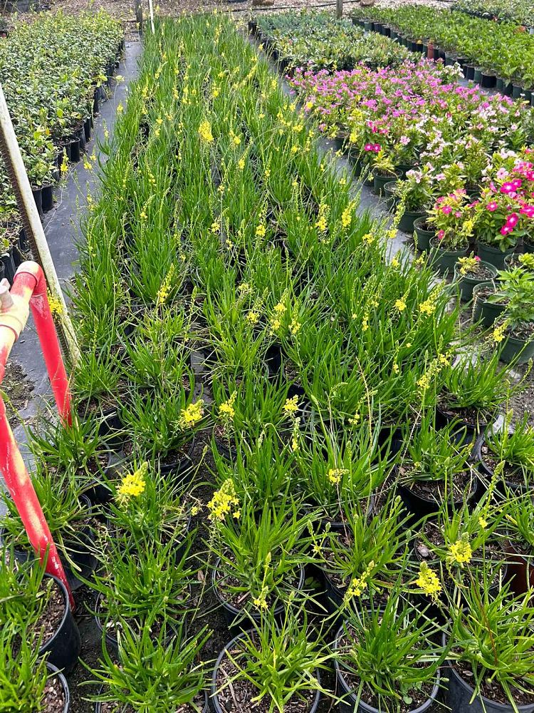 bulbine-frutescens-yellow-bulbine-fruticosa-desert-candles