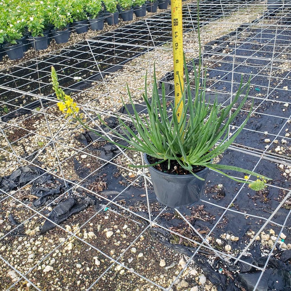 bulbine-frutescens-yellow-bulbine-fruticosa-desert-candles