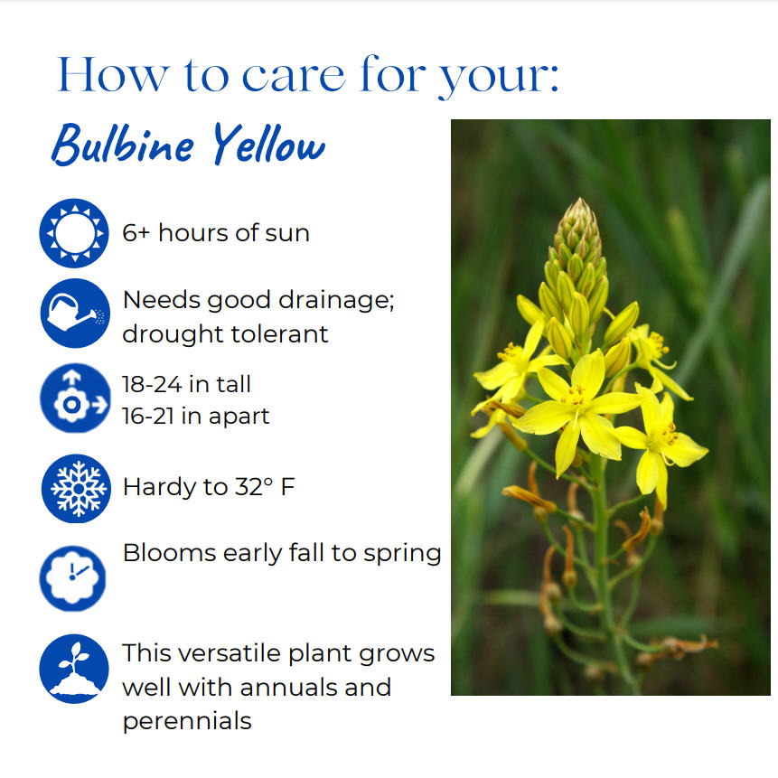 bulbine-frutescens-yellow-bulbine-fruticosa-desert-candles