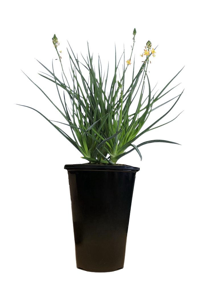 bulbine-frutescens-yellow-bulbine-fruticosa-desert-candles