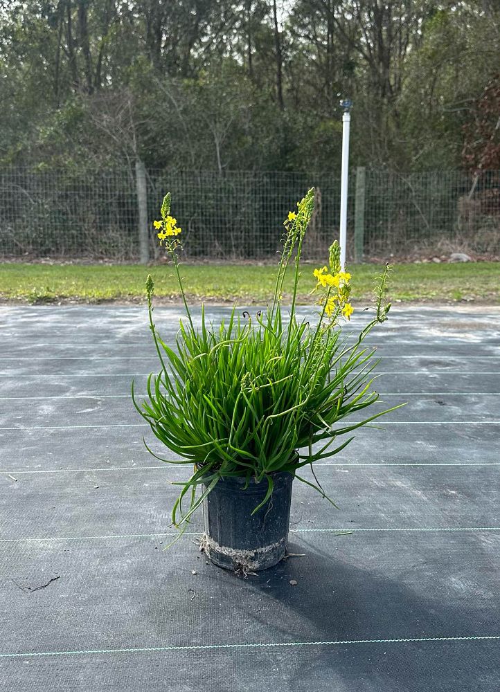 bulbine-frutescens-yellow-bulbine-fruticosa-desert-candles