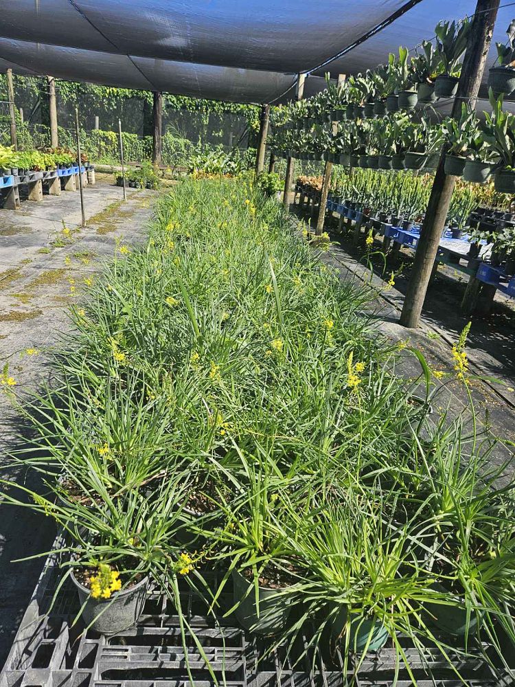 bulbine-frutescens-yellow-bulbine-fruticosa-desert-candles