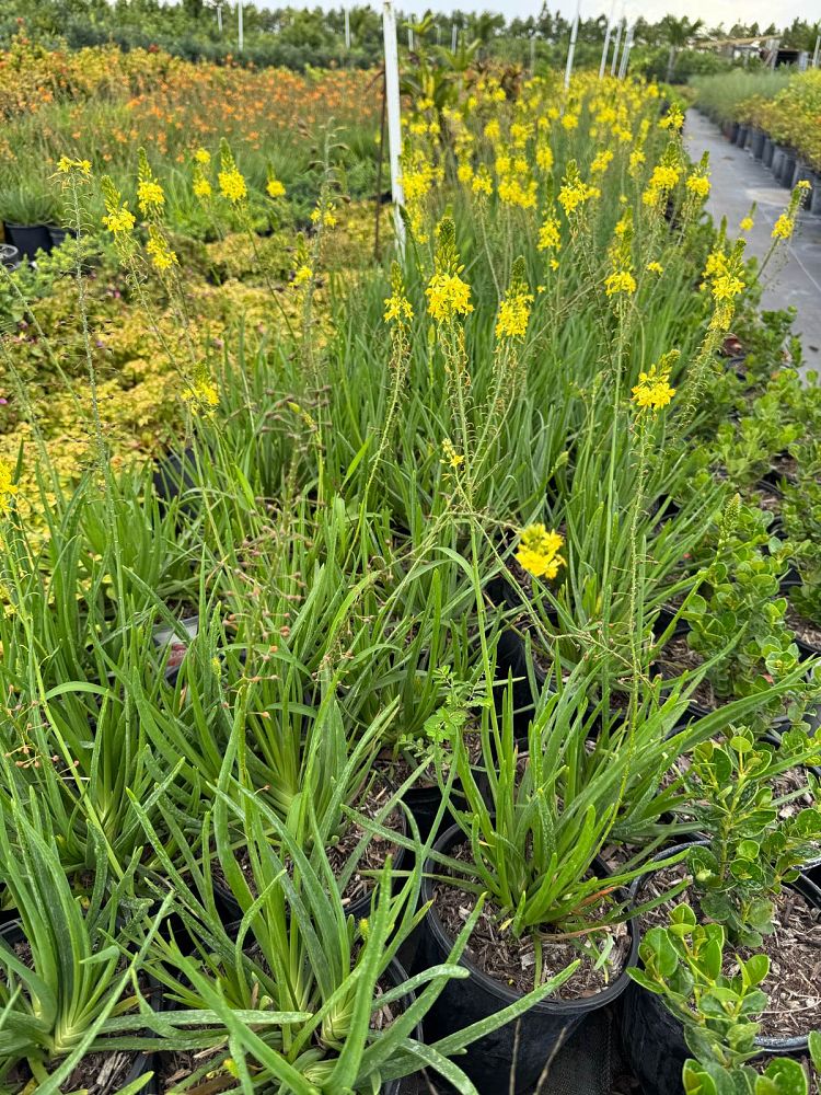 bulbine-frutescens-yellow-bulbine-fruticosa-desert-candles