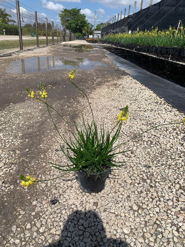 bulbine-frutescens-yellow-bulbine-fruticosa-desert-candles