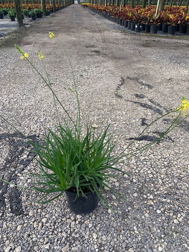 bulbine-frutescens-yellow-bulbine-fruticosa-desert-candles