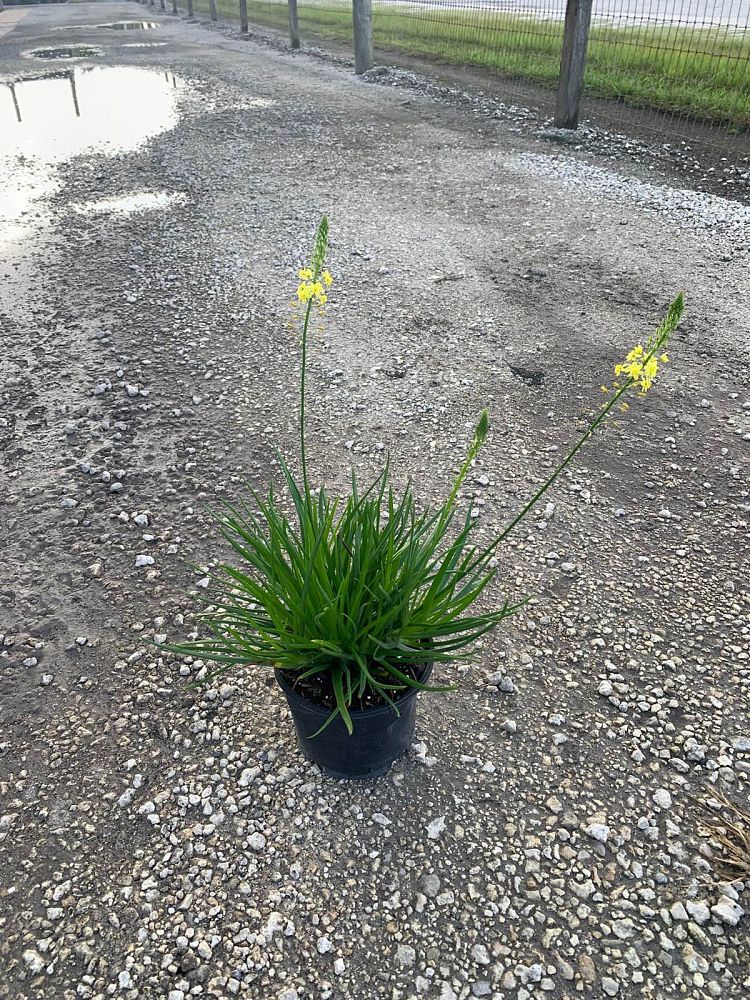 bulbine-frutescens-yellow-bulbine-fruticosa-desert-candles