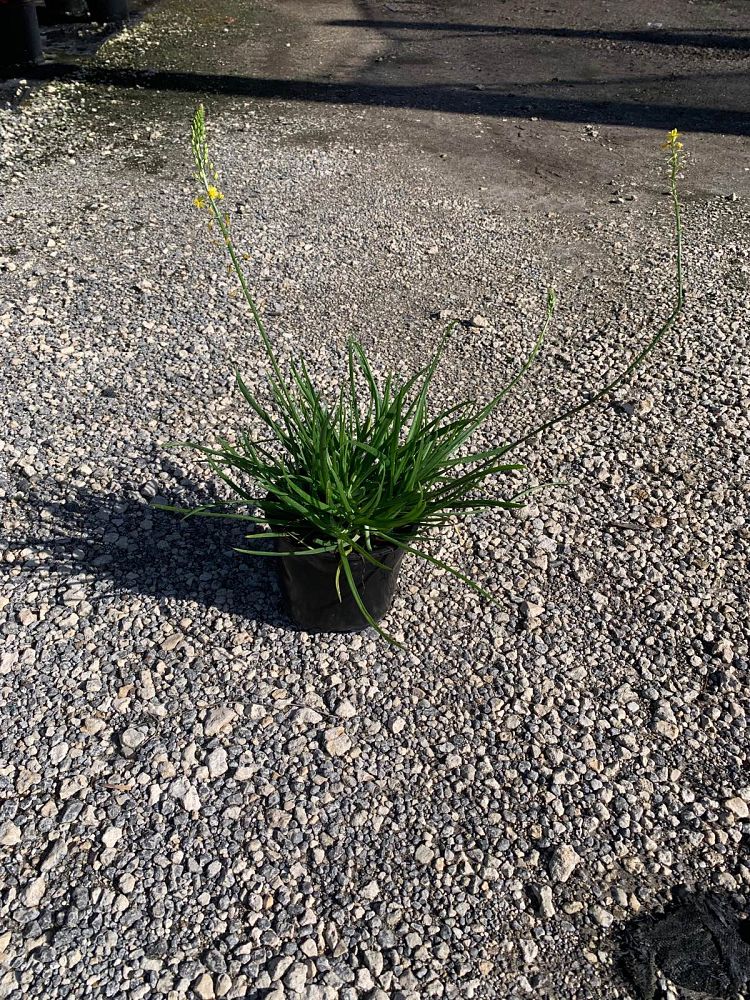 bulbine-frutescens-yellow-bulbine-fruticosa-desert-candles