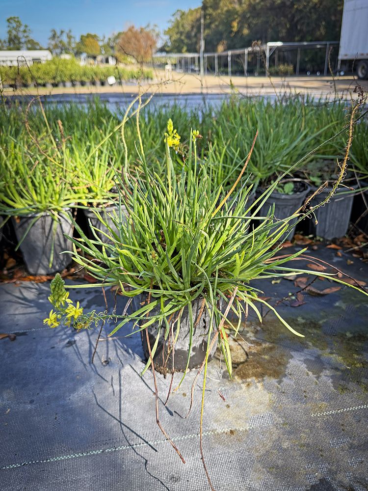 bulbine-frutescens-yellow-bulbine-fruticosa-desert-candles