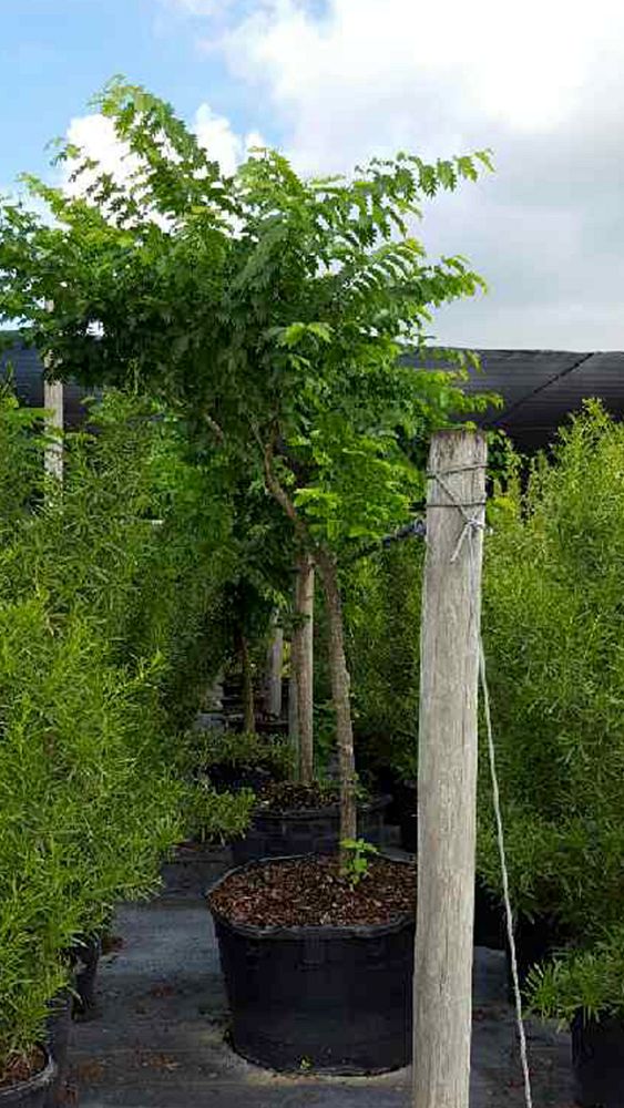 bulnesia-arborea-verawood