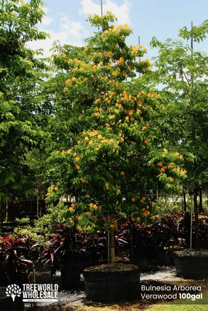 bulnesia-arborea-verawood
