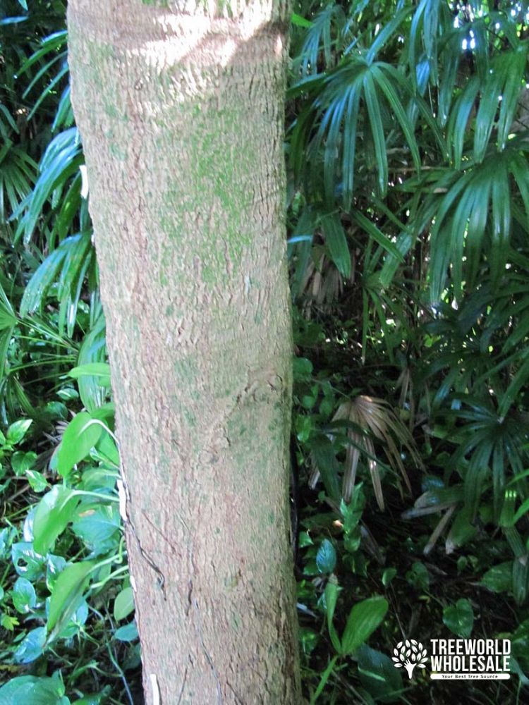 bulnesia-arborea-verawood
