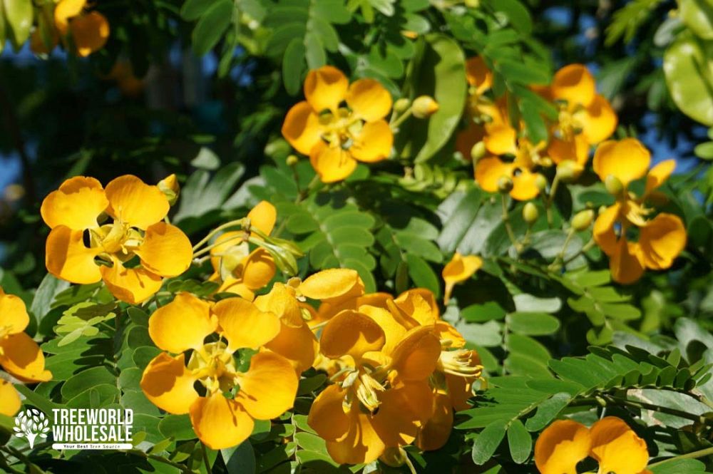 bulnesia-arborea-verawood