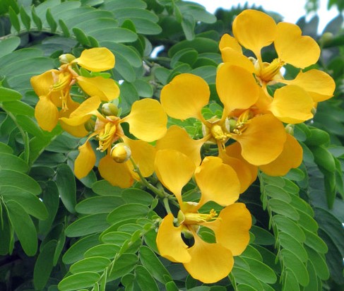 bulnesia-arborea-verawood
