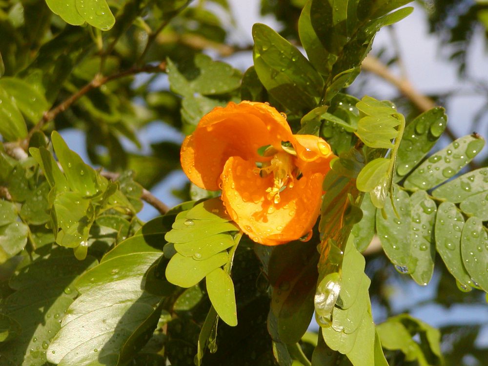 bulnesia-arborea-verawood