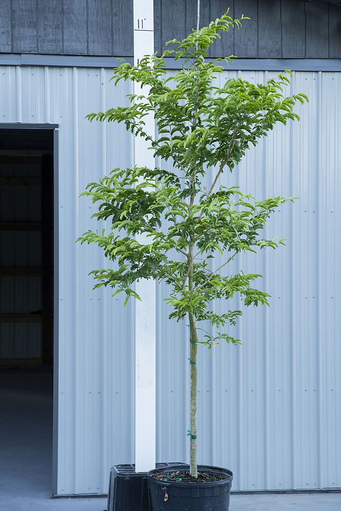 bulnesia-arborea-verawood